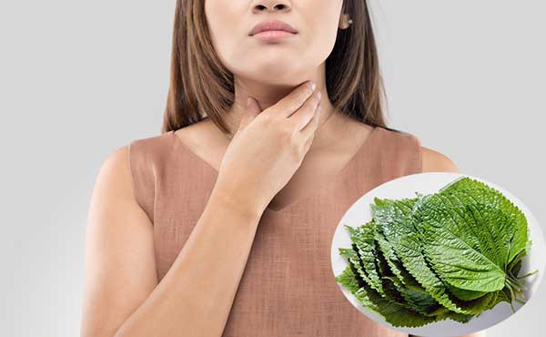 6 Bài Thuốc Chữa Ho Bằng Lá Tía Tô Cho Mọi Lứa Tuổi