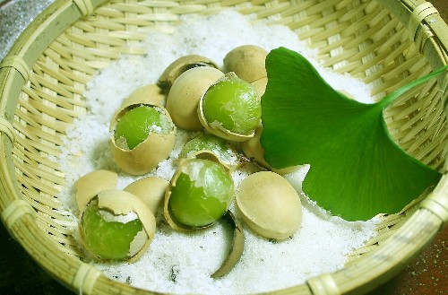 ginkgo biloba là gì