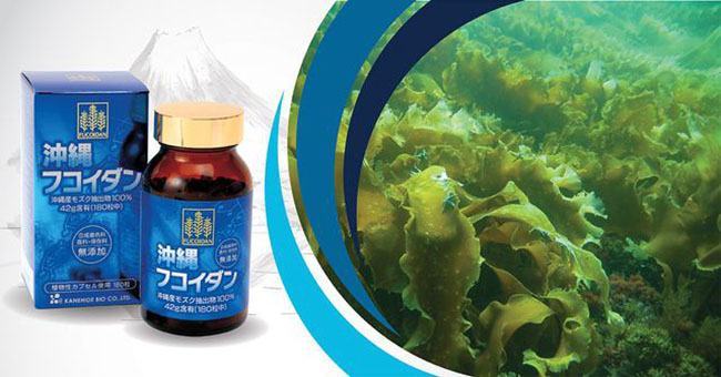 Fucoidan Okinawa: Đánh Giá Tổng Hợp Về Fucoidan Okinawa Hỗ Trợ Điều Trị Ung Thư