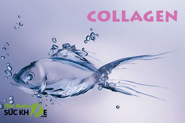 Ưu tiên Collagen chiết xuất từ cá biển sâu